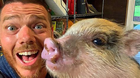 dirty pig game|Bathing and Grooming Your Miniature Pig .